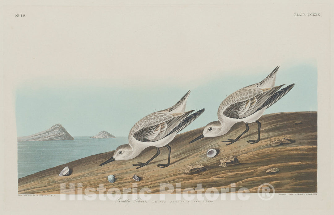 Art Print : Havell After Audubon, Ruddy Plover, 1834 - Vintage Wall Art