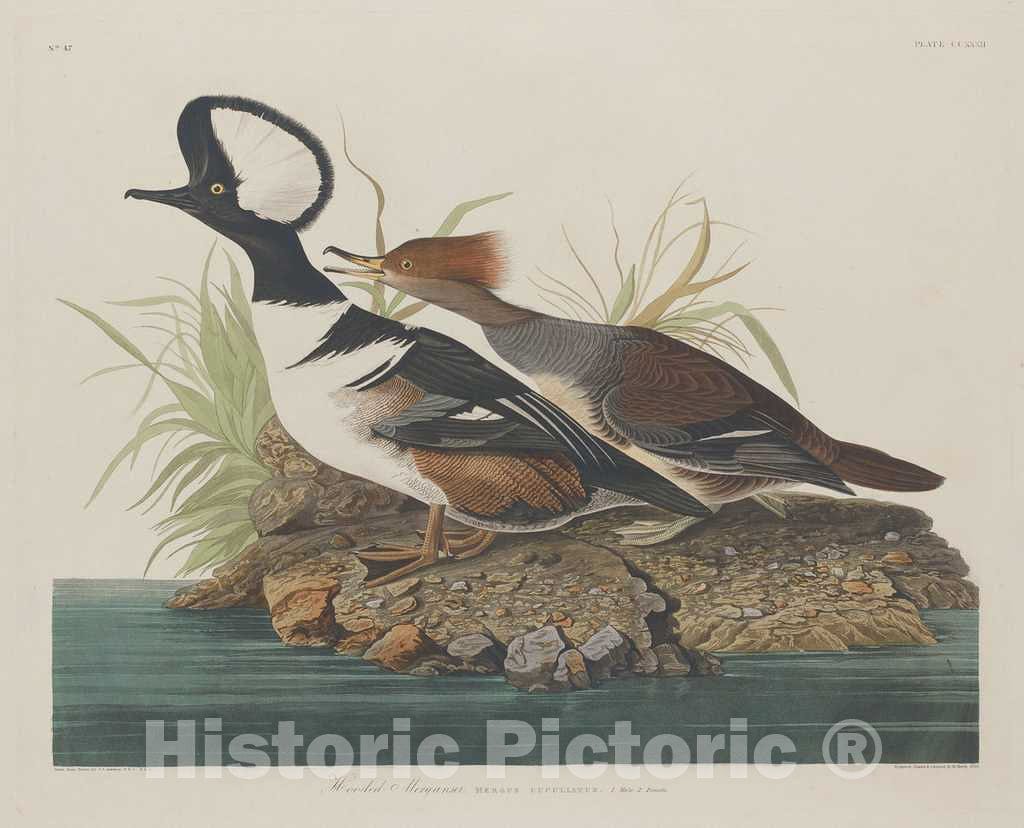 Art Print : Havell After Audubon, Hooded Merganser, 1834 - Vintage Wall Art