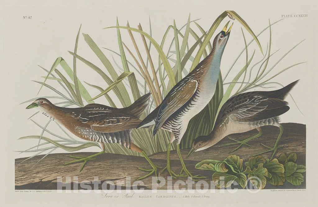 Art Print : Havell After Audubon, Sora or Rail, 1834 - Vintage Wall Art