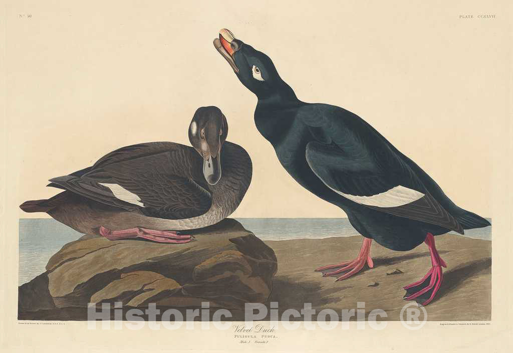 Art Print : Havell After Audubon, Velvet Duck, 1835 - Vintage Wall Art