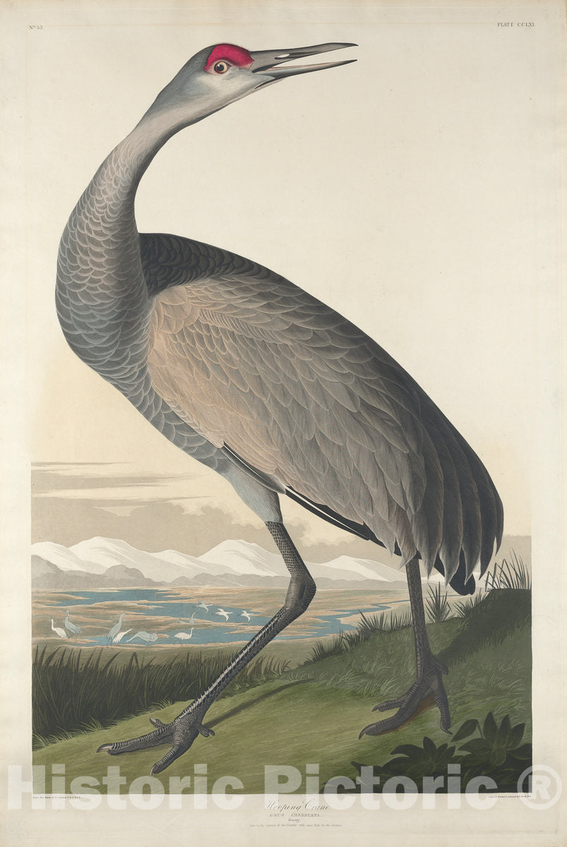 Art Print : Havell After Audubon, Hooping Crane, 1835 - Vintage Wall Art