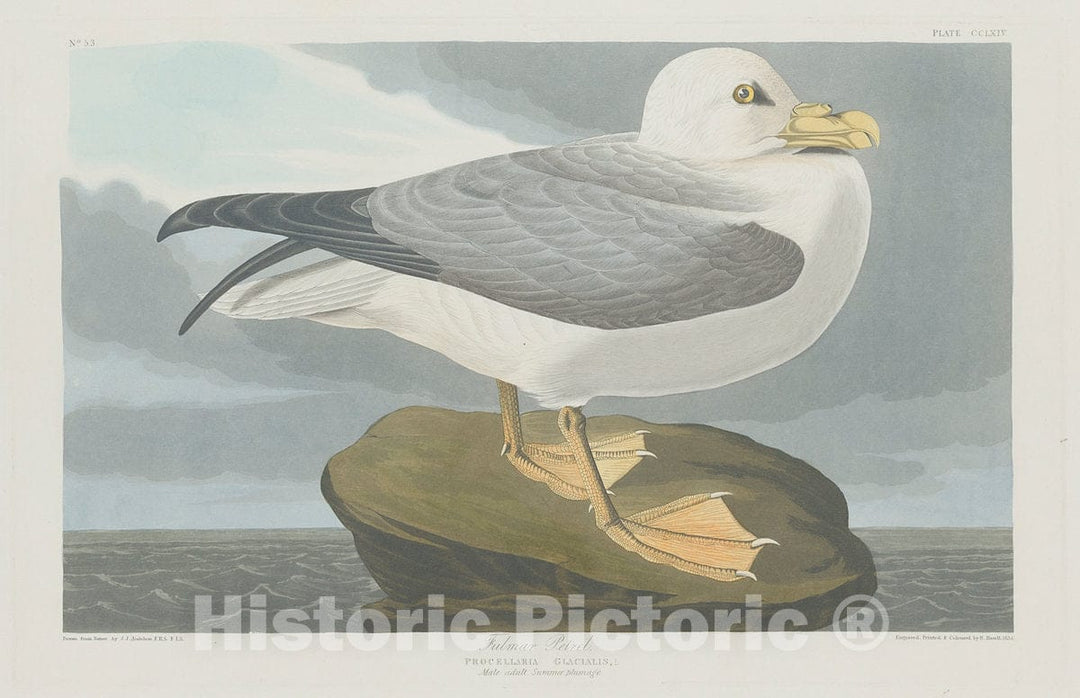 Art Print : Havell After Audubon, Fulmer Petrel, 1835 - Vintage Wall Art