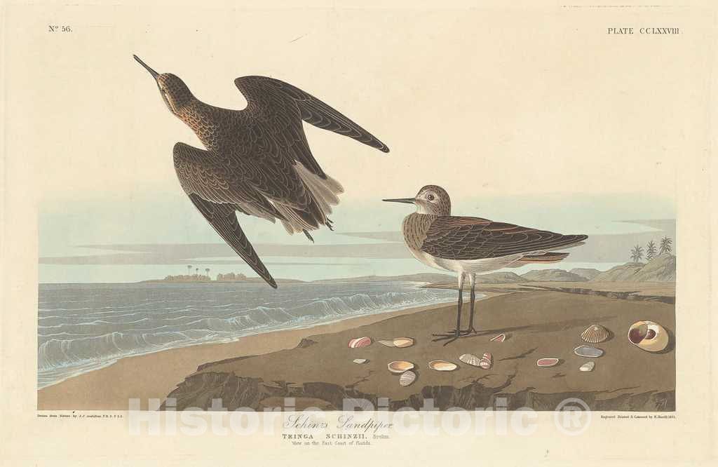 Art Print : Havell After Audubon, Schinz's Sandpiper, 1835 - Vintage Wall Art