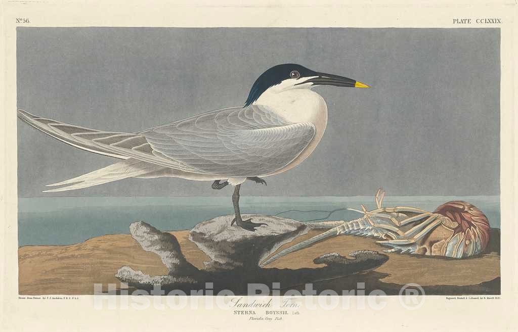 Art Print : Havell After Audubon, Sandwich Tern, 1835 - Vintage Wall Art