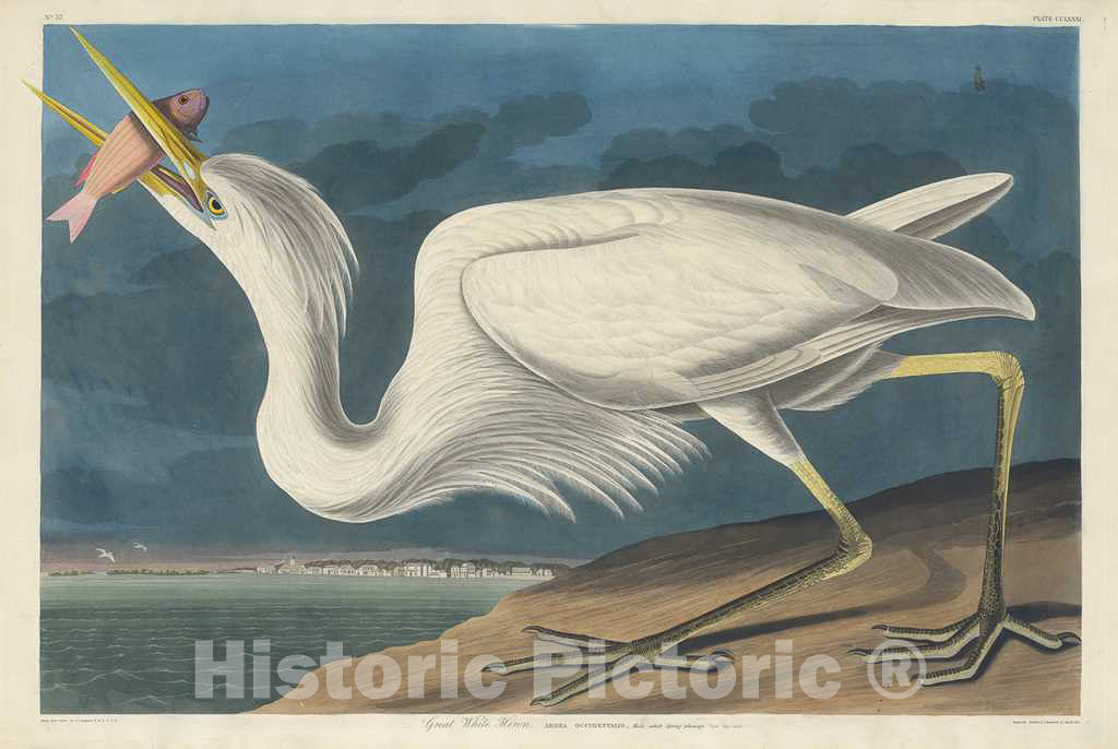 Art Print : Havell After Audubon, Great White Heron, 1835 - Vintage Wall Art