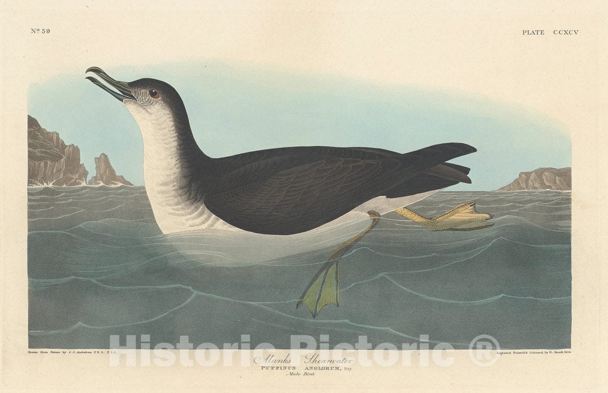 Art Print : Havell After Audubon, Manks Shearwater, 1836 - Vintage Wall Art