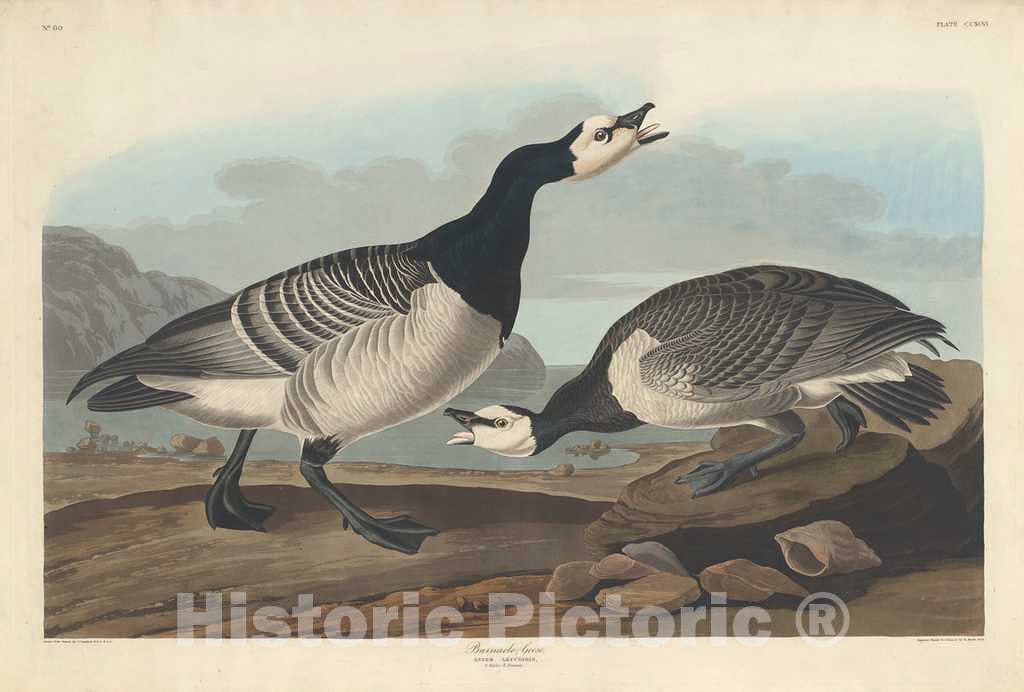 Art Print : Havell After Audubon, Barnacle Goose, 1836 - Vintage Wall Art