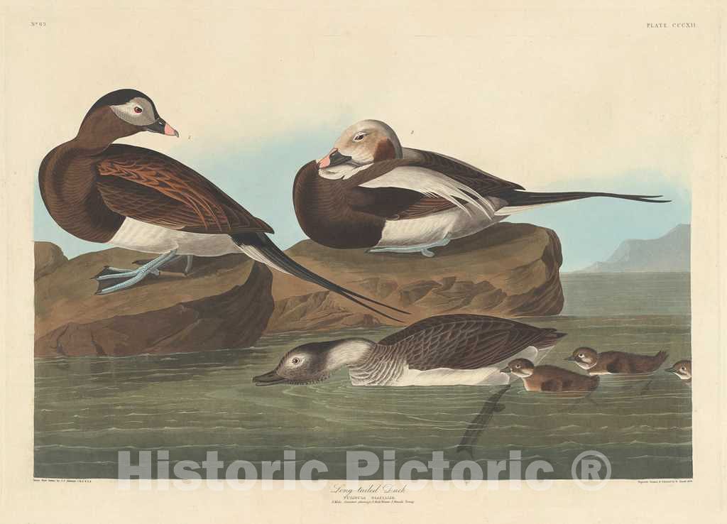 Art Print : Havell After Audubon, Long-Tailed Duck, 1836 - Vintage Wall Art