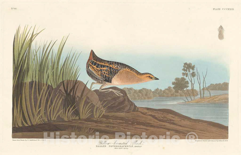 Art Print : Havell After Audubon, Yellow-Breasted Rail, 1836 - Vintage Wall Art