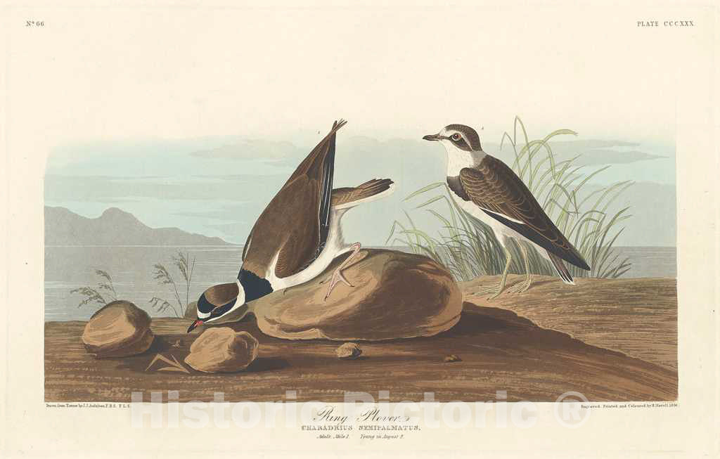 Art Print : Havell After Audubon, Ring Plover, 1836 - Vintage Wall Art