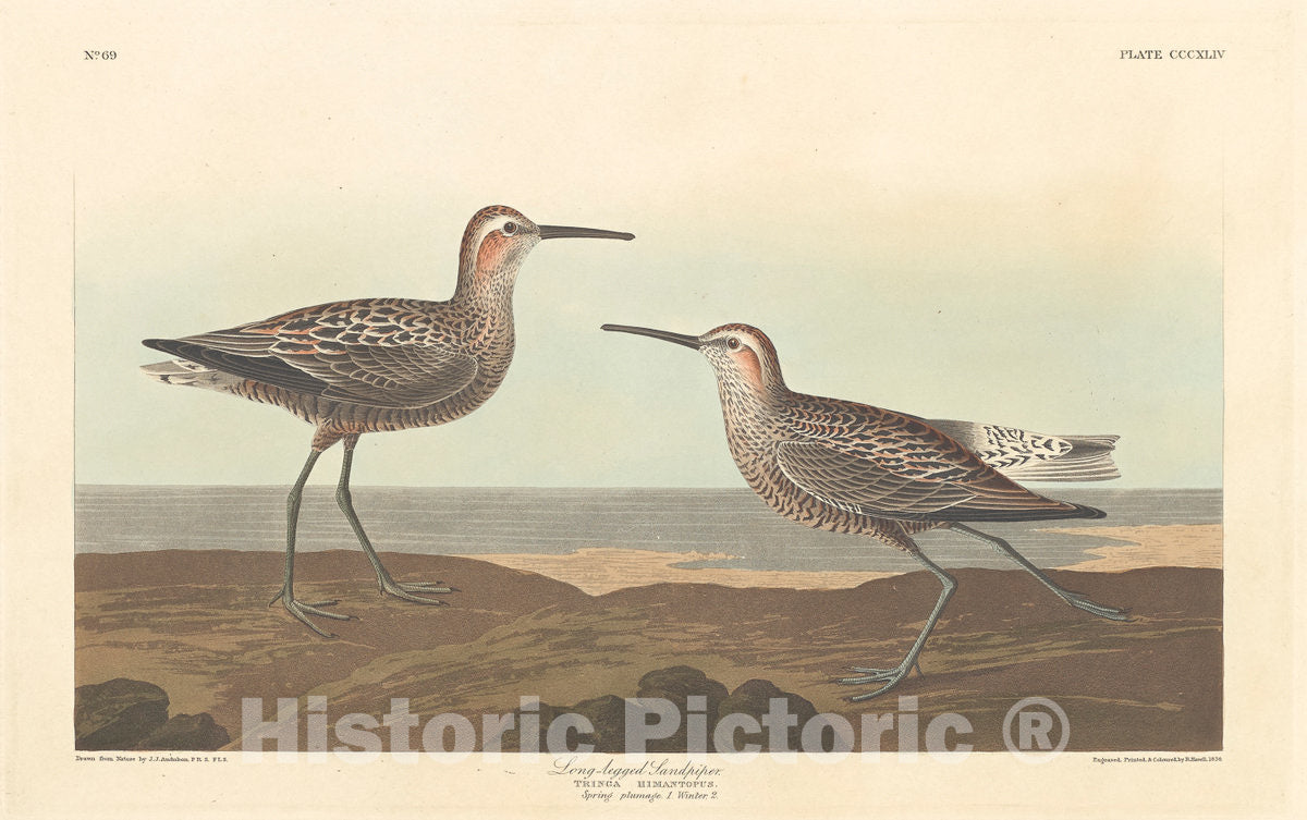 Art Print : Havell After Audubon, Long-Legged Sandpiper, 1836 - Vintage Wall Art