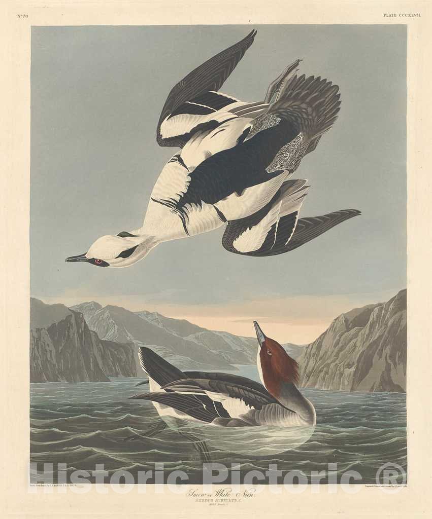 Art Print : Havell After Audubon, Smew or White Nun, 1836 - Vintage Wall Art