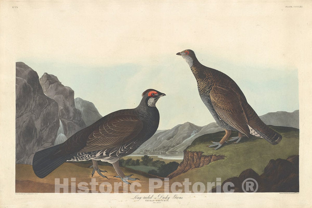 Art Print : Havell After Audubon, Long-Tailed or Dusky Grous, 1837 - Vintage Wall Art