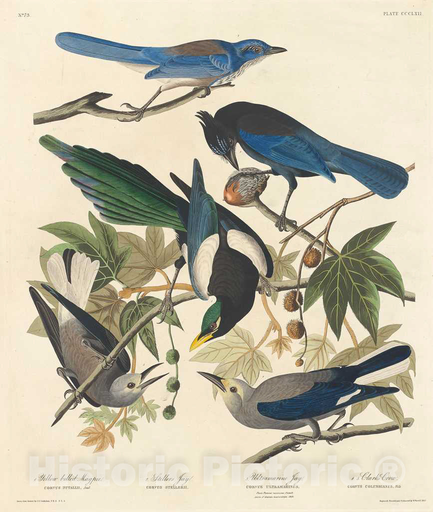 Art Print : Havell After Audubon, Yellow-Billed Magpie, Stellers Jay, Ultramarine Jay and Clark's Crow, 1837 - Vintage Wall Art