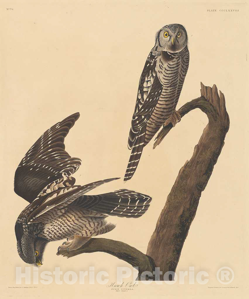 Art Print : Havell After Audubon, Hawk Owl, 1837 - Vintage Wall Art