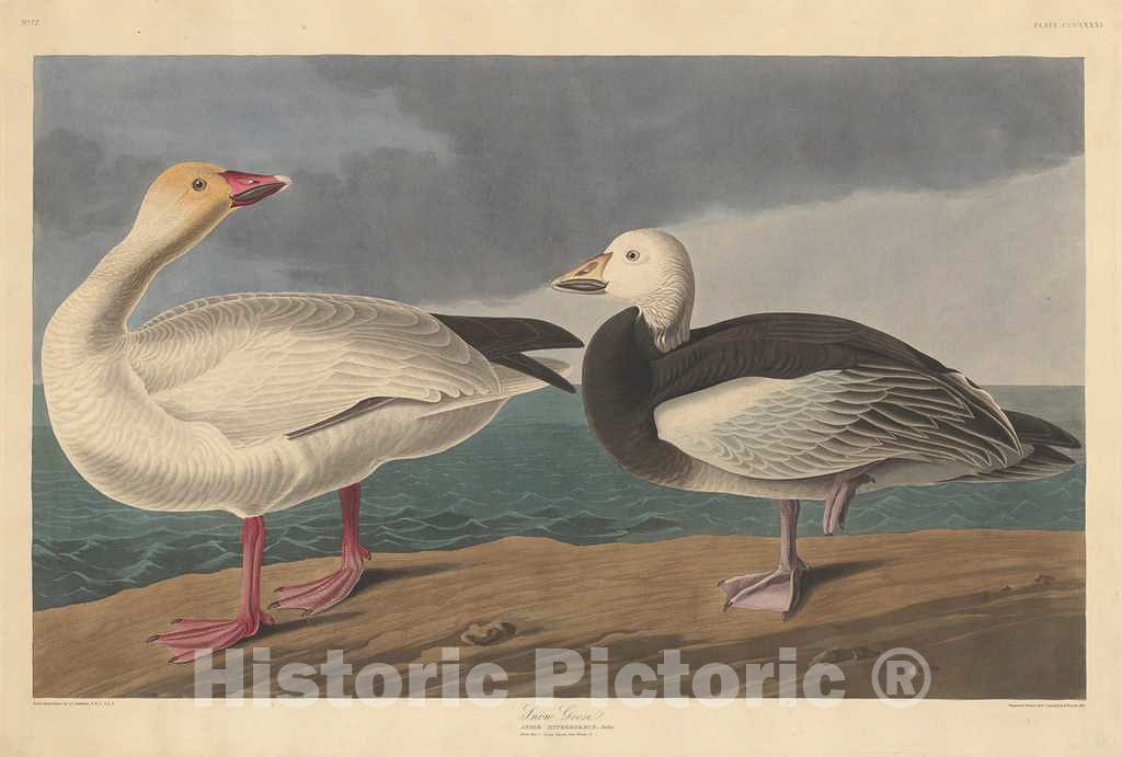 Art Print : Havell After Audubon, Snow Goose, 1837 - Vintage Wall Art