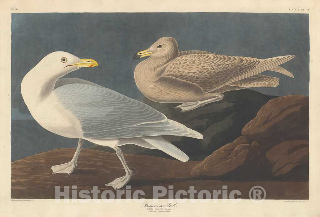 Art Print : Havell After Audubon, Burgomaster Gull, 1837 - Vintage Wall Art