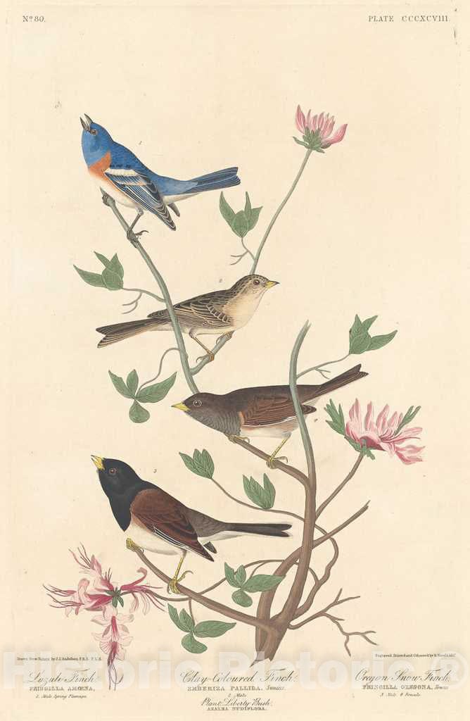 Art Print : Havell After Audubon, Lazuli Finch, Clay-Colored Finch and Oregon Snow Finch, 1837 - Vintage Wall Art