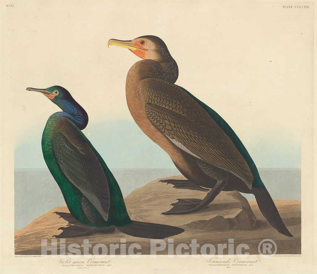 Art Print : Havell After Audubon, Violet-Green Cormorant and Townsend's Cormorant, 1838 - Vintage Wall Art