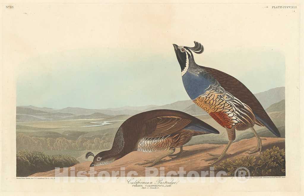 Art Print : Havell After Audubon, Californian Partridge, 1838 - Vintage Wall Art