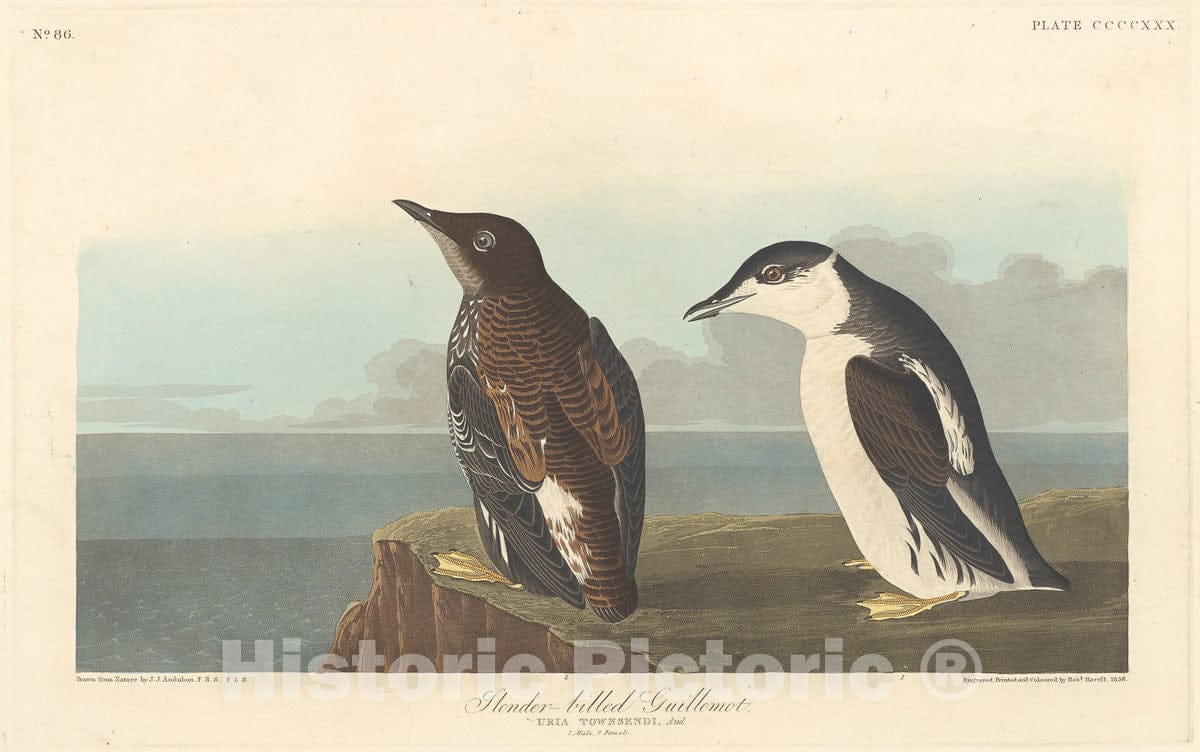 Art Print : Havell After Audubon, Slender-Billed Guillemot, 1838 - Vintage Wall Art