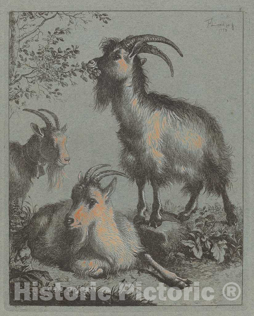 Art Print : Francesco Londonio, Three Goats, 1758 - Vintage Wall Art