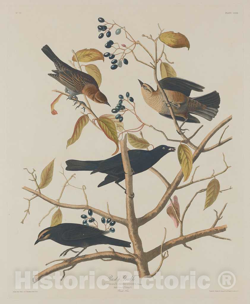 Art Print : Havell After Audubon, Rusty Grakle, 1833 - Vintage Wall Art