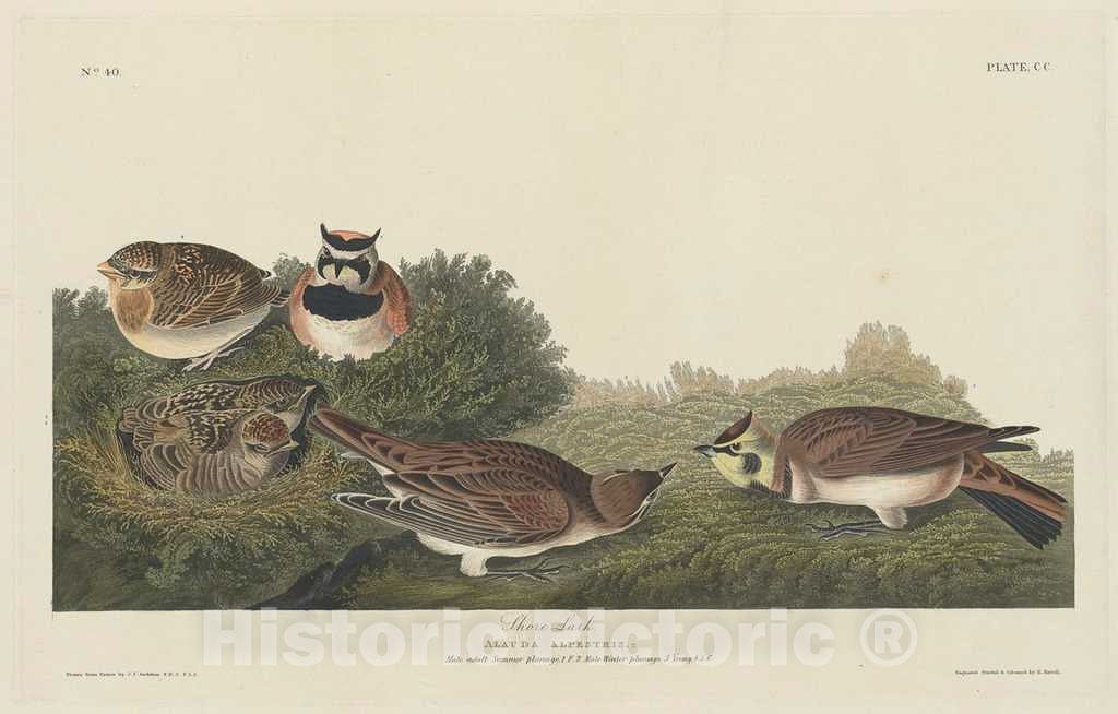 Art Print : Havell After Audubon, Shore Lark, 1834 - Vintage Wall Art