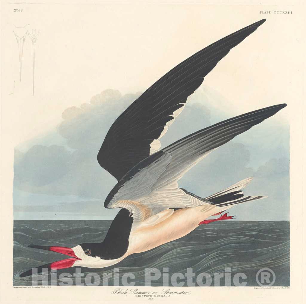 Art Print : Havell After Audubon, Black Skimmer, 1836 - Vintage Wall Art