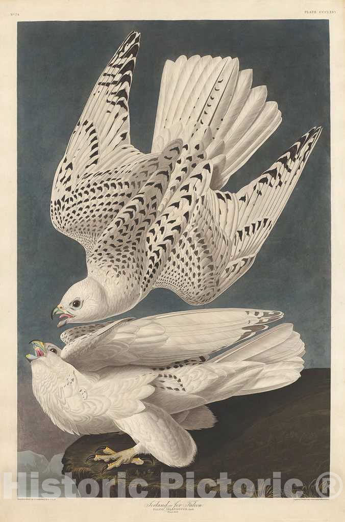 Art Print : Havell After Audubon, Iceland or Jer Falcon, 1837 - Vintage Wall Art