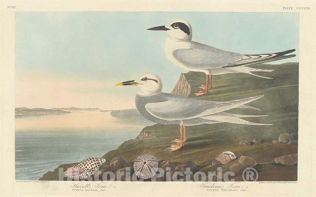 Art Print : Havell After Audubon, Havell's Tern and Trudeau's Tern, 1838 - Vintage Wall Art