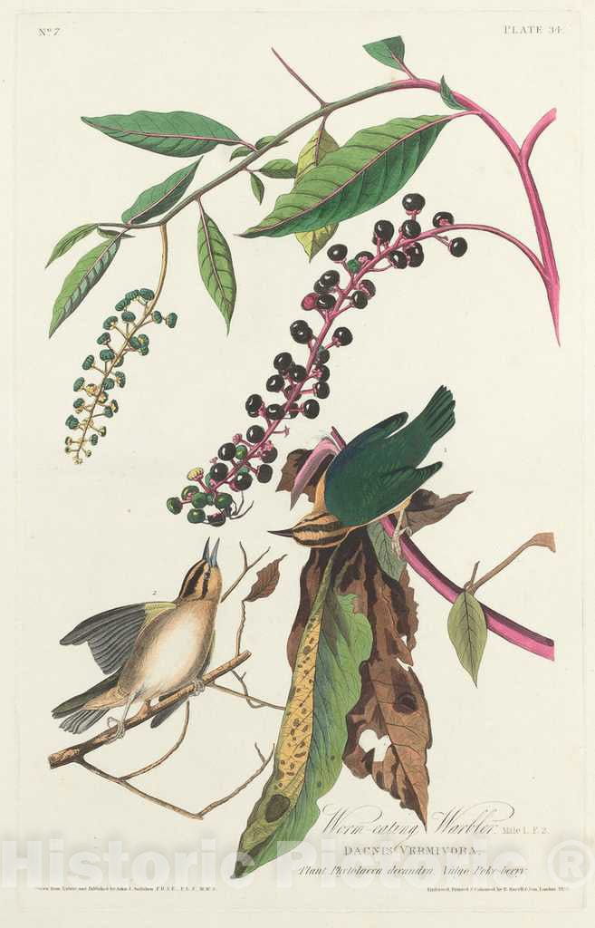 Art Print : Havell After Audubon, Worm-Eating Warbler, 1828 - Vintage Wall Art