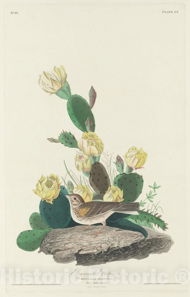 Art Print : Havell After Audubon, Bay-Winged Bunting, 1830 - Vintage Wall Art