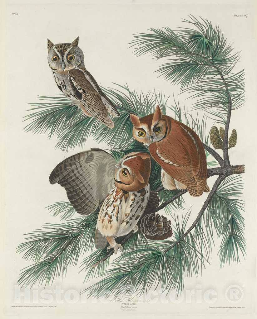 Art Print : Havell After Audubon, Mottled Owl, 1830 - Vintage Wall Art