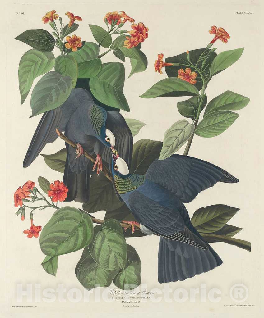 Art Print : Havell After Audubon, White-Crowned Pigeon, 1833 - Vintage Wall Art