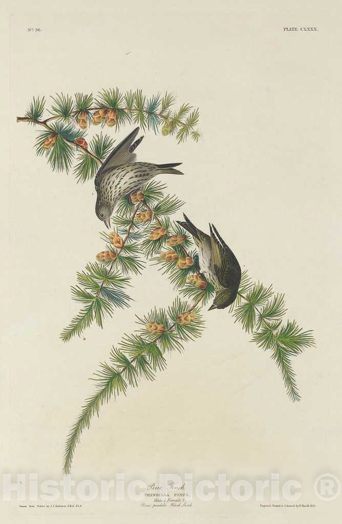 Art Print : Havell After Audubon, Pine Finch, 1833 - Vintage Wall Art