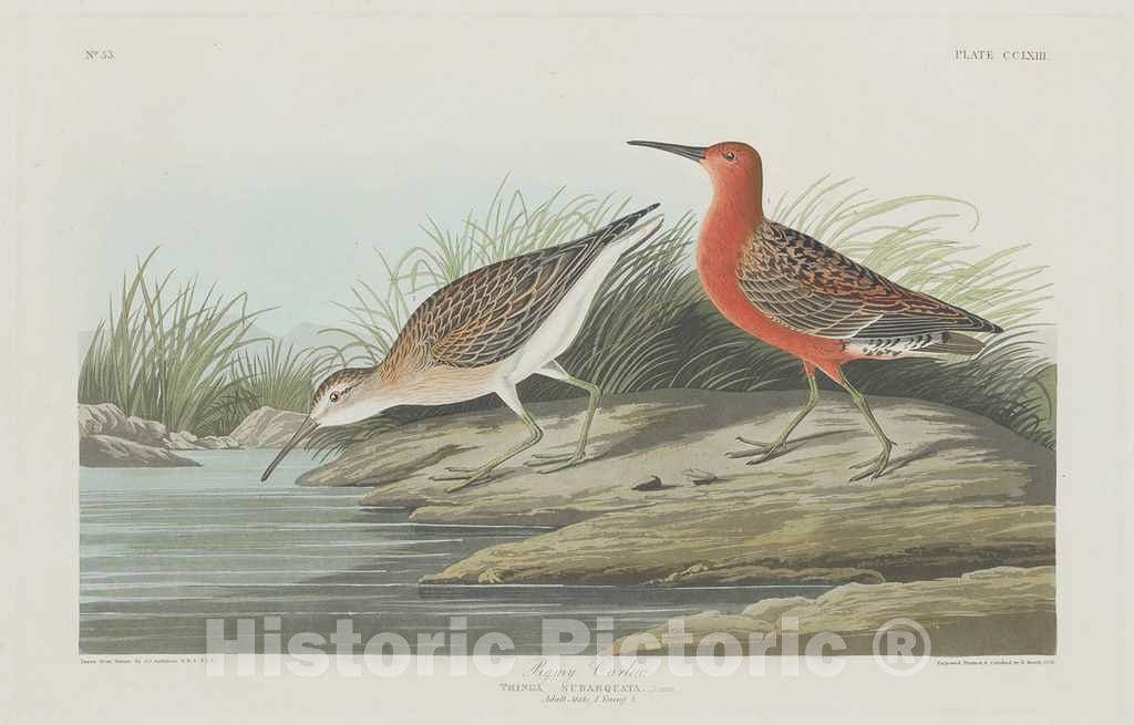 Art Print : Havell After Audubon, Pigmy Curlew, 1835 - Vintage Wall Art