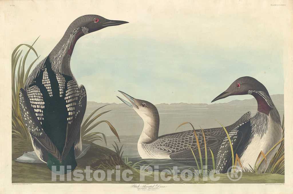 Art Print : Havell After Audubon, Black-Throated Diver, 1836 - Vintage Wall Art