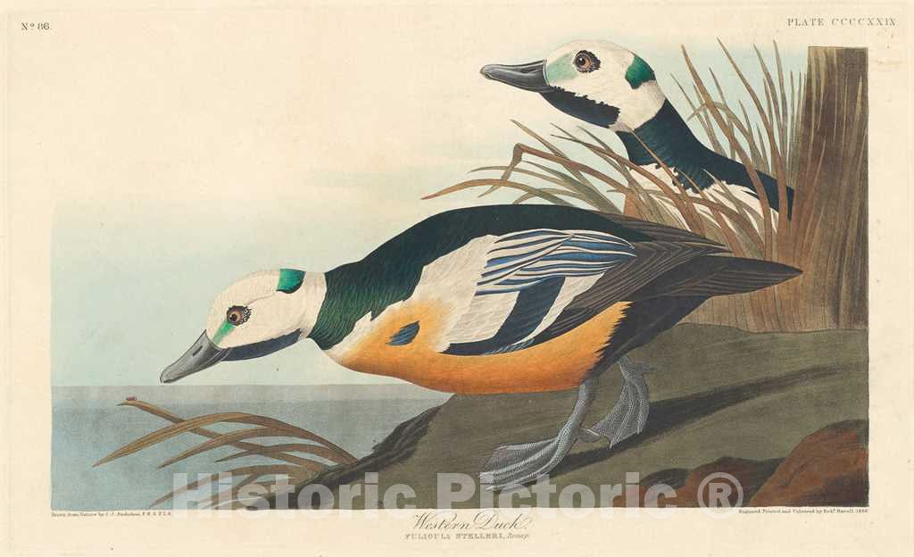 Art Print : Havell After Audubon, Western Duck, 1838 - Vintage Wall Art