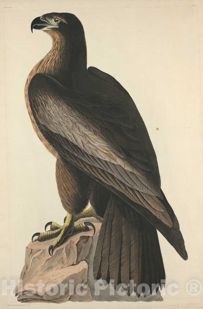 Art Print : Havell After Audubon, The Bird of Washington or Great American Sea Eagle, 1827 - Vintage Wall Art