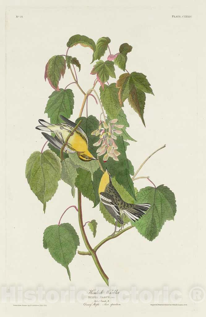 Art Print : Havell After Audubon, Hemlock Warbler, 1832 - Vintage Wall Art