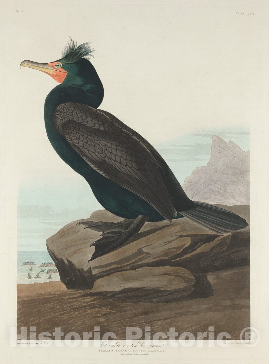 Art Print : Havell After Audubon, Double-Crested Cormorant, 1835 - Vintage Wall Art