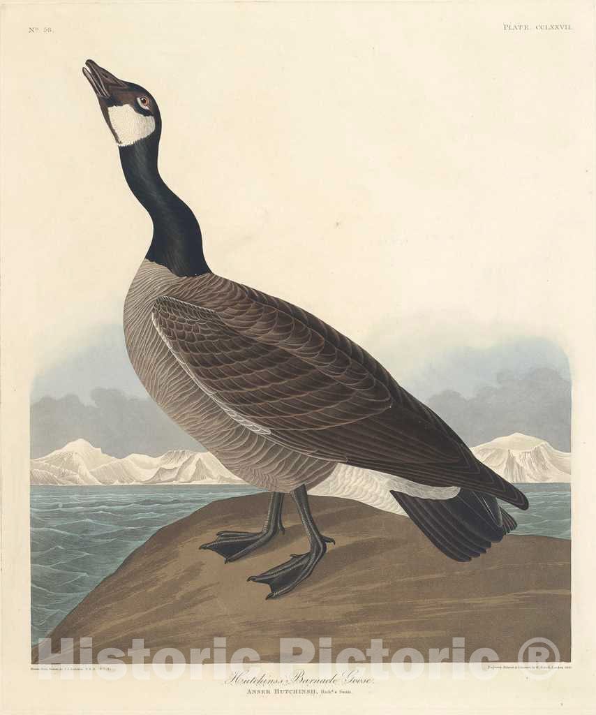 Art Print : Havell After Audubon, Hutchin's Barnacle Goose, 1835 - Vintage Wall Art