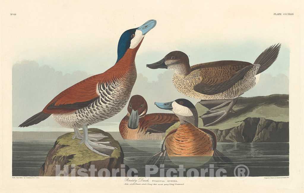 Art Print : Havell After Audubon, Ruddy Duck, 1836 - Vintage Wall Art