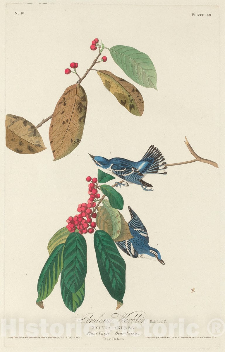 Art Print : Havell After Audubon, Cerulean Warbler, 1828 - Vintage Wall Art