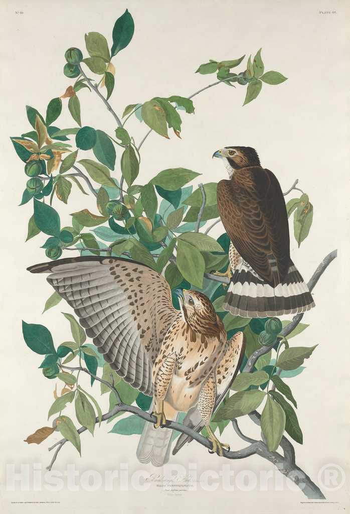 Art Print : Havell After Audubon, Broad-Winged Hawk, 1830 - Vintage Wall Art