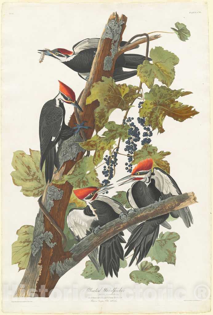 Art Print : Havell After Audubon, Pileated Woodpecker, 1831 - Vintage Wall Art