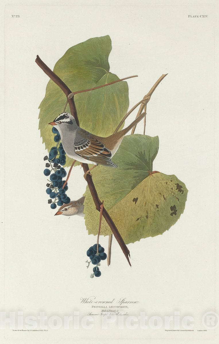 Art Print : Havell After Audubon, White-Crowned Sparrow, 1831 - Vintage Wall Art