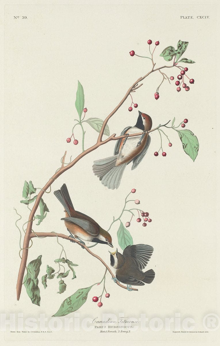 Art Print : Havell After Audubon, Canadian Titmouse, 1834 - Vintage Wall Art