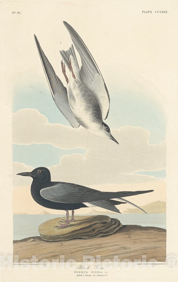 Art Print : Havell After Audubon, Black Tern, 1835 - Vintage Wall Art